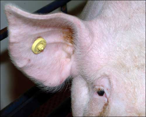 RFID на защите свиней. Малайзия